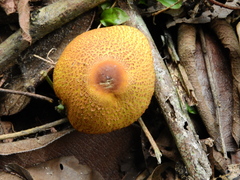 Leucocoprinus brunneoluteus