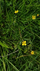 Potentilla erecta