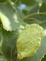 Pemphigus longicornis