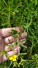 Potentilla erecta