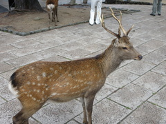 Cervus nippon