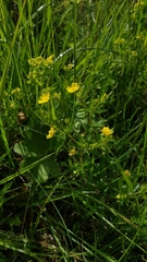 Potentilla erecta