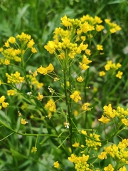 Rorippa sylvestris