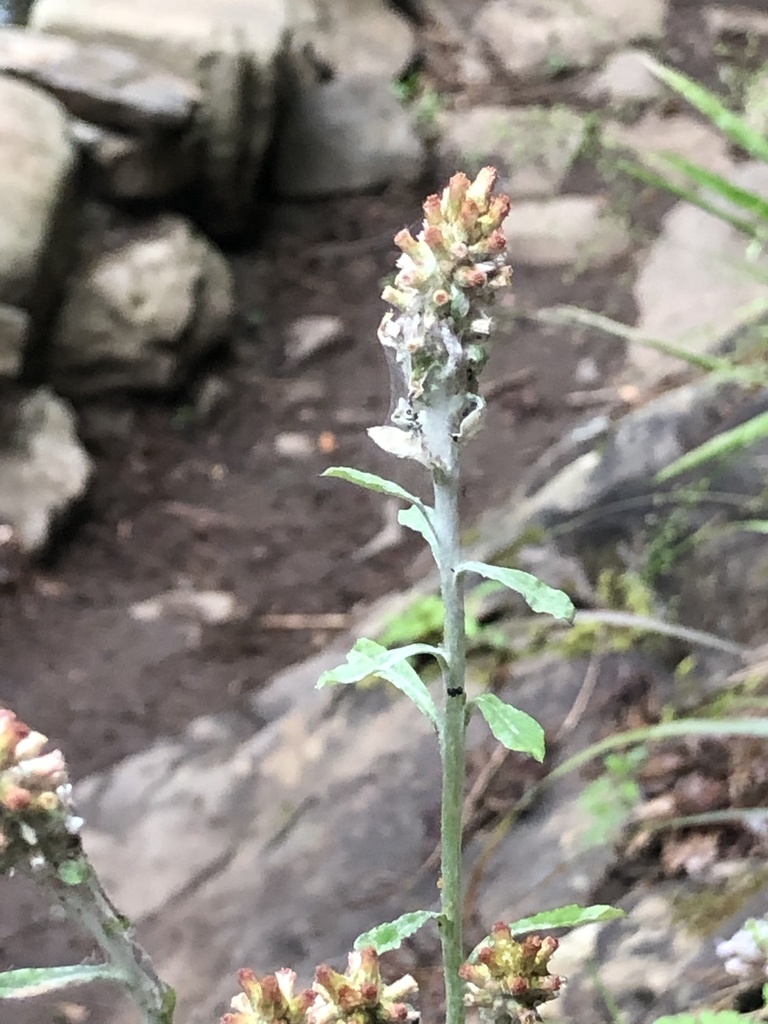 Everlastings and cudweeds from cherokee national forest hampton tn