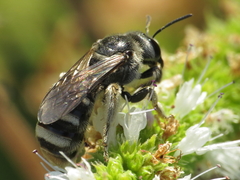 Lasioglossum discus