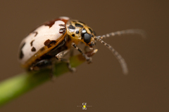 Acrocyum maculicollis