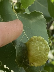 Pemphigus longicornis