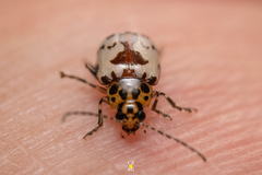 Acrocyum maculicollis