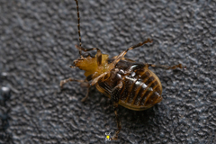 Acrocyum maculicollis