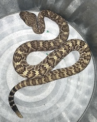 Crotalus