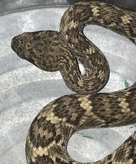 Crotalus
