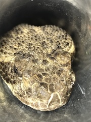 Crotalus