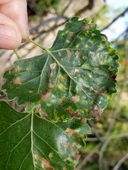 Taphrina populi-salicis