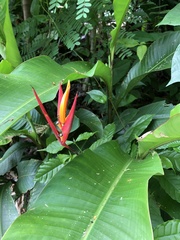 Heliconia osaensis