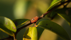 Pentatomoidea