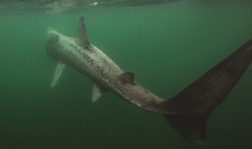 Basking shark (Cetorhinus maximus) — Cetorhinidae — 3