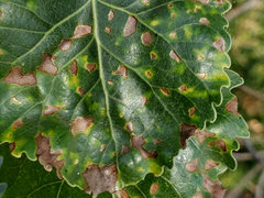 Taphrina populi-salicis