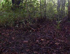 Pternistis ahantensis