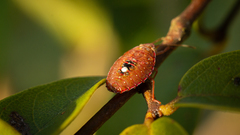 Pentatomoidea