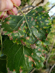 Taphrina populi-salicis