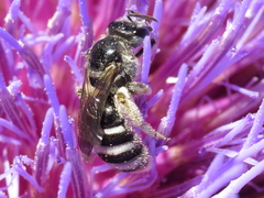 Lasioglossum discus