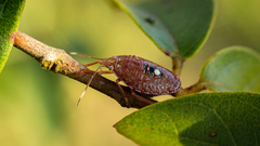Pentatomoidea