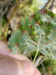 Taphrina populi-salicis