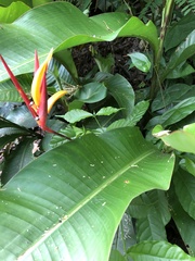 Heliconia osaensis
