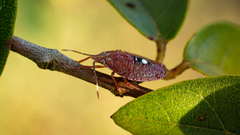 Pentatomoidea
