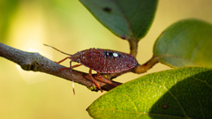 Pentatomoidea