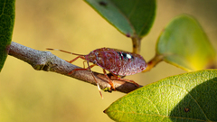 Pentatomoidea