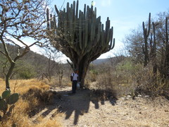 Pachycereus weberi