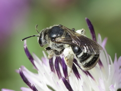Lasioglossum discus