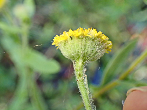 Image of Pulicaria scabra by no rights reserved