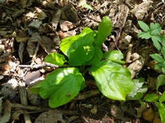 Pyrola elliptica