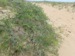 Artemisia arenaria