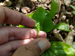 Pyrola elliptica