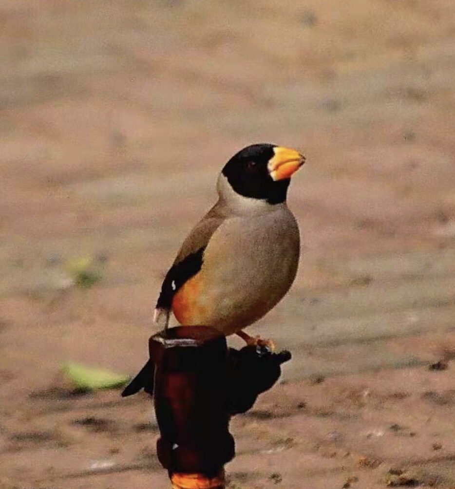 Chinese Grosbeak