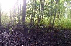 Crossarchus platycephalus