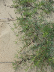 Artemisia arenaria