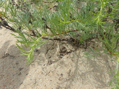 Artemisia arenaria
