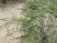 Artemisia arenaria