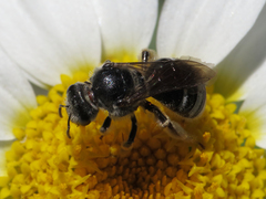 Lasioglossum discus