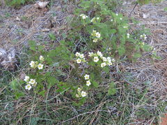 Chamaebatia foliolosa