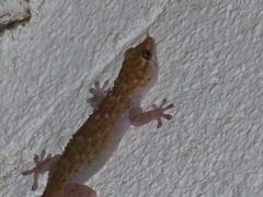 Tarentola parvicarinata