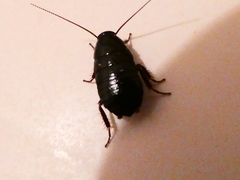 Loboptera