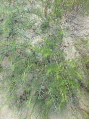 Artemisia arenaria