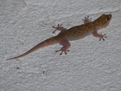 Tarentola parvicarinata