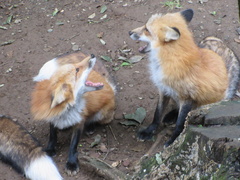 Vulpes vulpes japonica