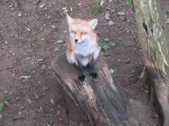 Vulpes vulpes japonica